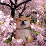 犬　桜
